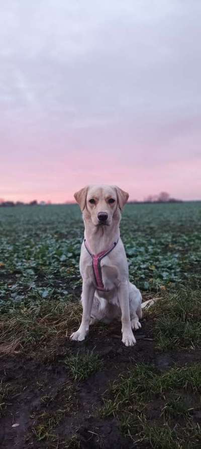 Labradorfans-Beitrag-Bild