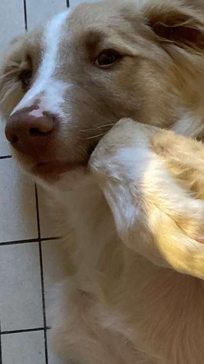 Mischlingshunde Foto Aufruf-Beitrag-Bild