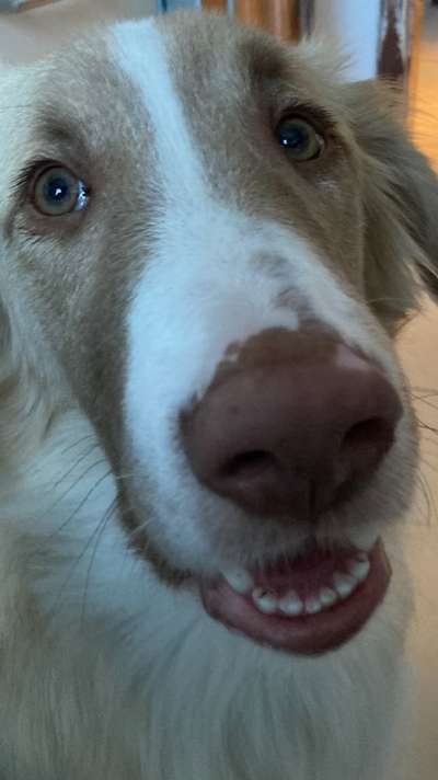 Hunde vom Tierschutzverein 🐕♥️-Beitrag-Bild