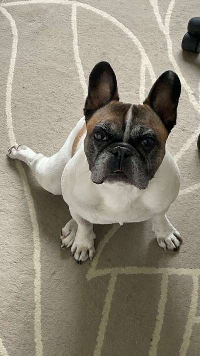 Die Dogorama Kalender Challenge Teil 2/4-Beitrag-Bild