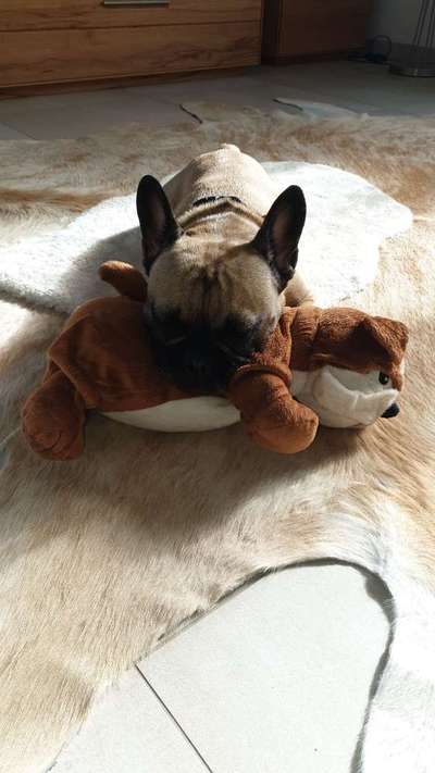 Die Dogorama Kalender Challenge Teil 2/4-Beitrag-Bild