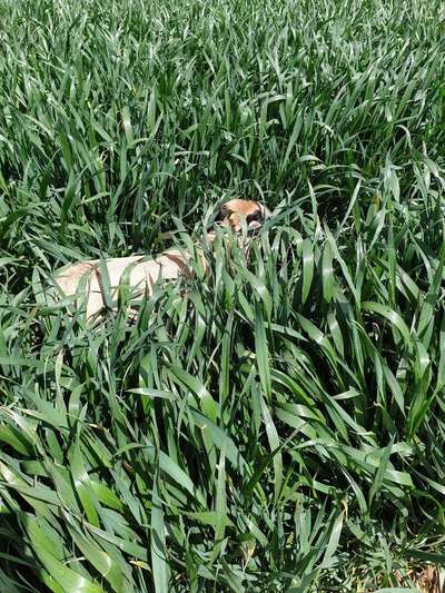 Die Dogorama Monats Challenge "Es grünt und blüht"-Beitrag-Bild