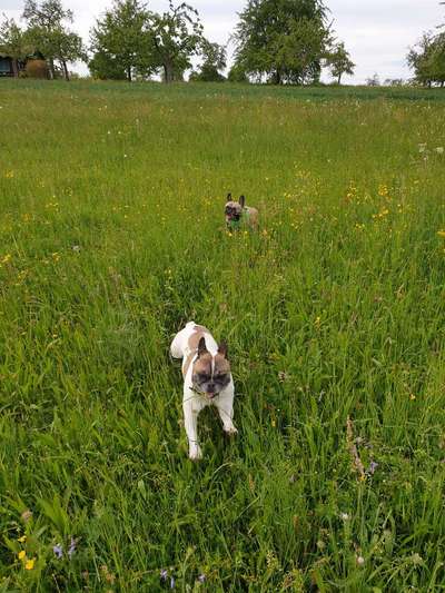 Die Dogorama Monats Challenge "Es grünt und blüht"-Beitrag-Bild