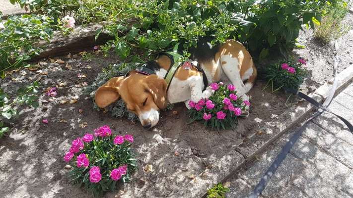 Die Dogorama Monats Challenge "Es grünt und blüht"-Beitrag-Bild