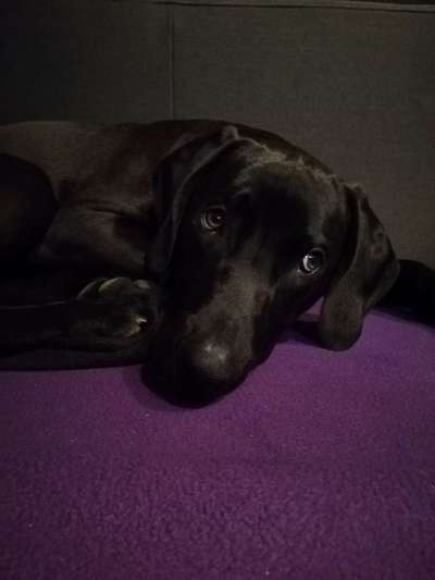 CHALLENGE NR. 19 - Der Hundeblick-Beitrag-Bild