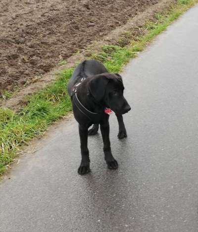 Labradorfans-Beitrag-Bild