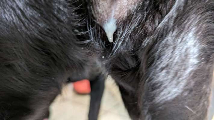 Gebärmutter/ Läufigkeit/Eiter-Beitrag-Bild