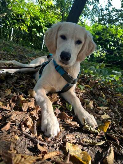 Hundetreffen-Toben in den Wiesen Rosbachs-Bild