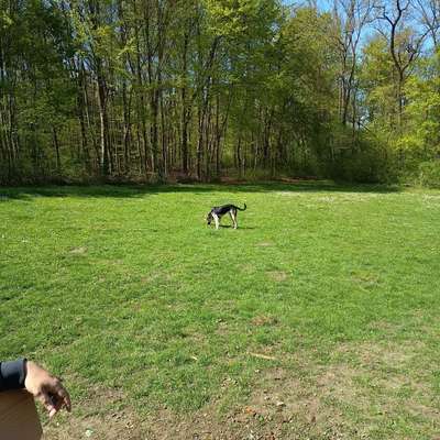 Hundetreffen-Spielen in Einbeck-Bild