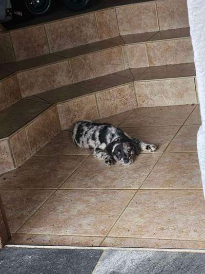 Aussiedors oder Leopard Labrador Gruppe-Beitrag-Bild