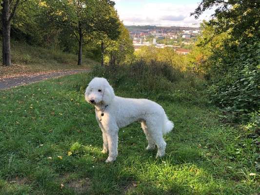 Pudel-Treffen-Beitrag-Bild