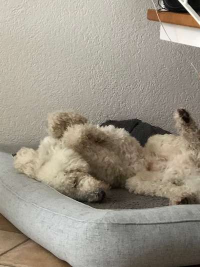 Alles rund um den Pudel-Beitrag-Bild