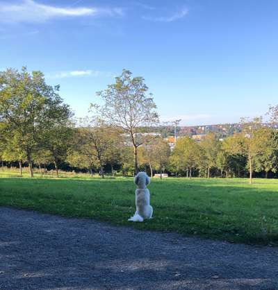 Hundeauslaufgebiet-Frauenland I-Bild