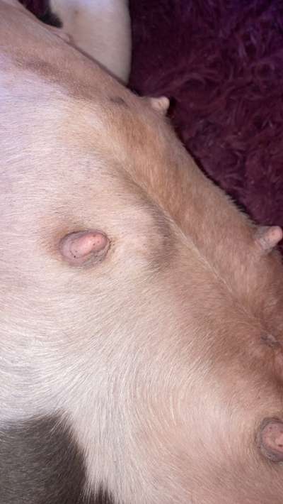 Beule auf dem Bauch-Beitrag-Bild