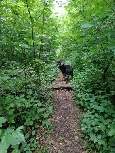 Schäferhund-Fans?-Beitrag-Bild