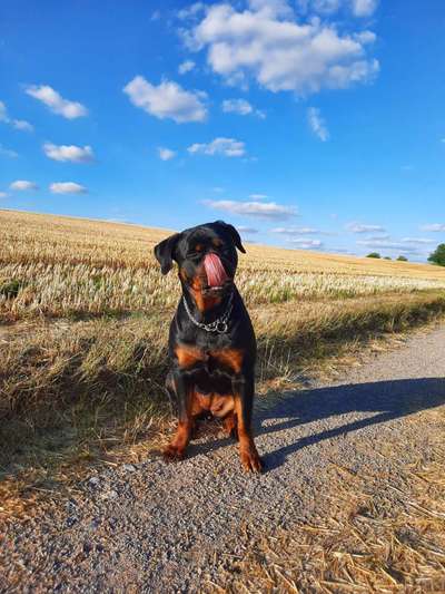 Dogorama Photo Challenge - lustigste Grimasse-Beitrag-Bild