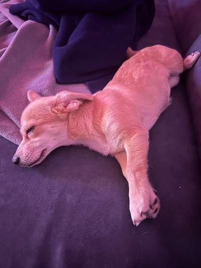 Welpe hat Gummi gefressen-Beitrag-Bild