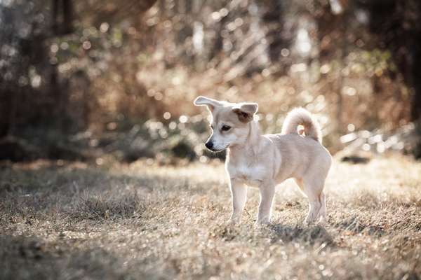 Jack Russel-Beitrag-Bild