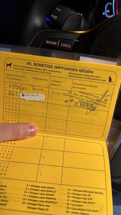 Welpe mit 9 Wochen abgeholt-Beitrag-Bild