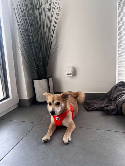 Jack Russel Dackel Mischlinge-Beitrag-Bild