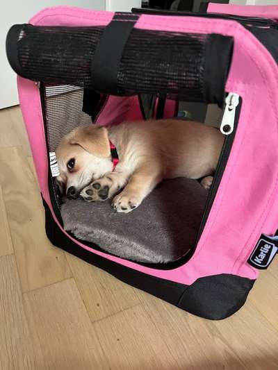 Welpe mit 9 Wochen abgeholt-Beitrag-Bild