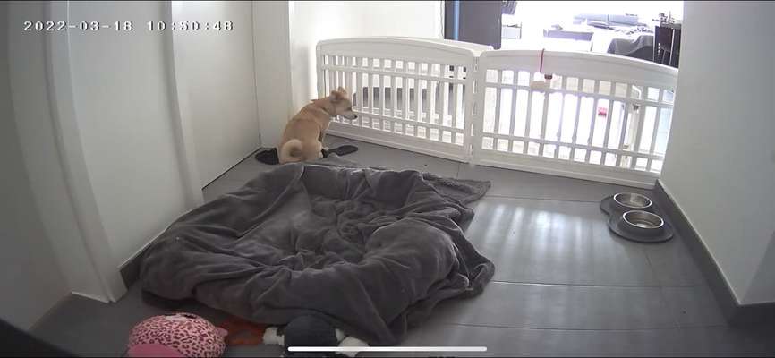 Hilfe beim alleine bleiben, aktuell katastrophal-Beitrag-Bild