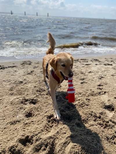 Die Dogorama Wochen Challenge: “Dein Hund im Urlaub”-Beitrag-Bild