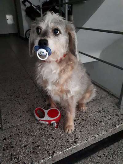 Postet das beste Foto von euren 4 beinern-Beitrag-Bild