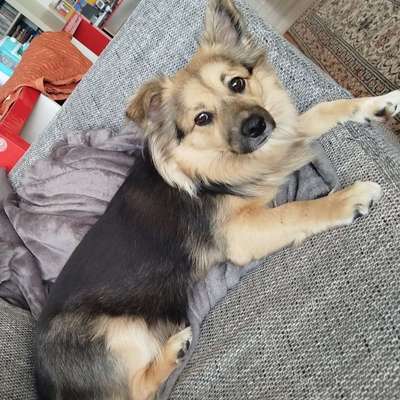 Hundetreffen-Unsere Bella sucht Spielkameraden!-Bild