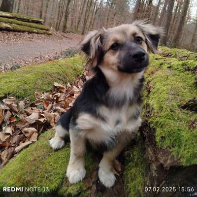 Hundetreffen-Gassi Kontakte gesucht-Bild