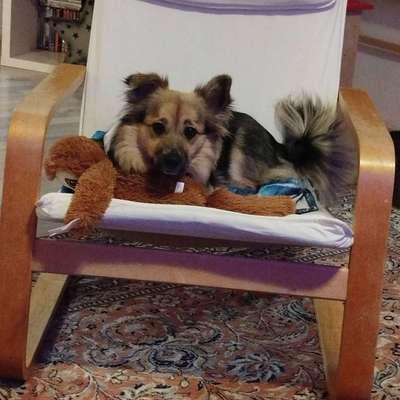 Hundetreffen-Spaziergänge/Spieldate gesucht-Bild