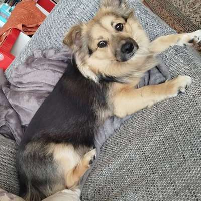 Hundetreffen-🐾 Unsere Bella sucht Spielkameraden!-Bild