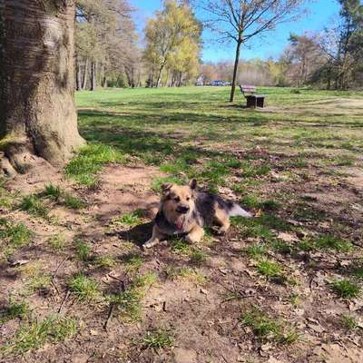Hundetreffen-Unsere Bella sucht Spielkameraden!-Bild