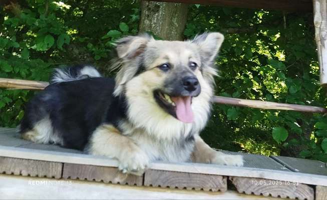 Hundetreffen-Spaziergänge/Spieldate gesucht-Bild