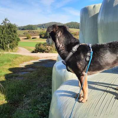 Hundetreffen-Spielgefährten gesucht-Bild