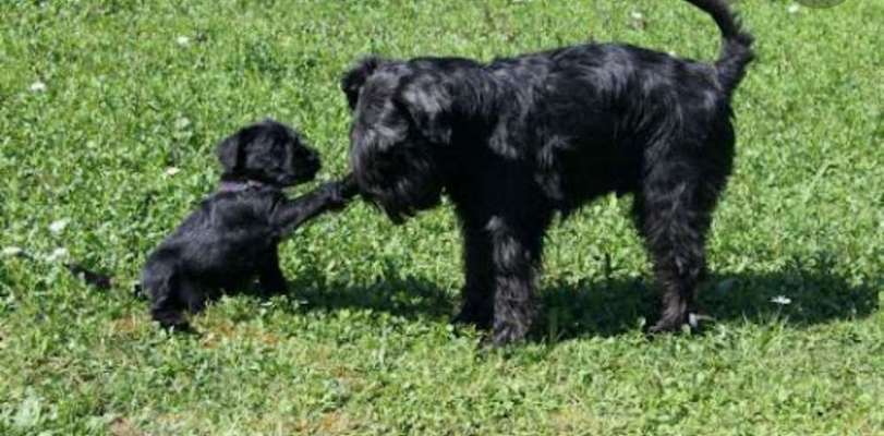 Hundetreffen-Welpentreffen Lüneburg-Bild