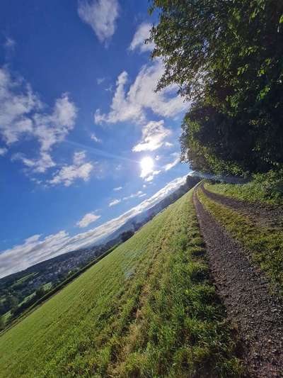 Die wunderschöne Welt mit Hund.-Beitrag-Bild