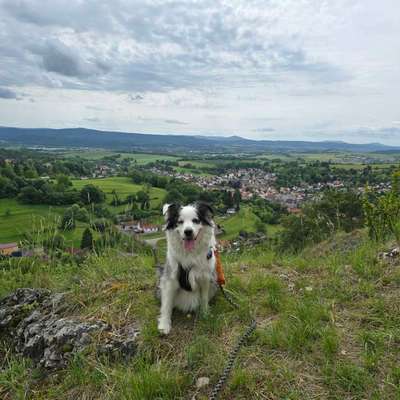 Hundetreffen-Spiel- Gassifreunde gesucht-Bild