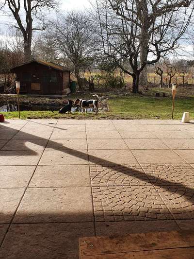 Challenge 23 : "  Euer Hund beim Frühlingserwachen "-Beitrag-Bild