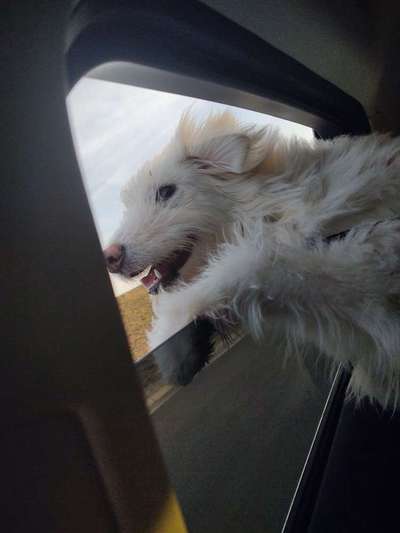 Gibts hier Mioritic Besitzer?-Beitrag-Bild