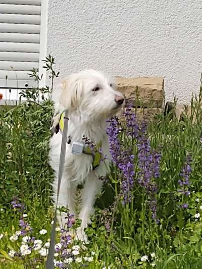 Gibts hier Mioritic Besitzer?-Beitrag-Bild