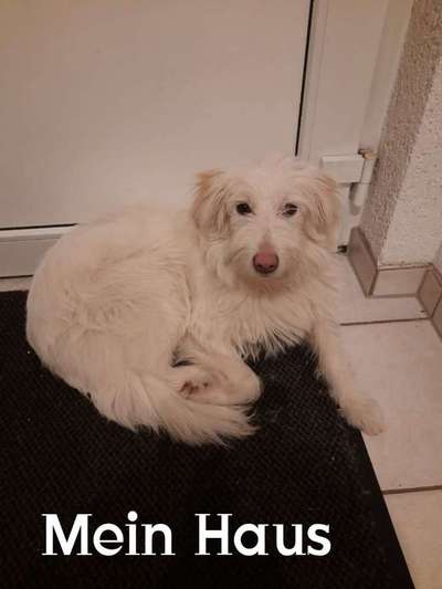 Gibts hier Mioritic Besitzer?-Beitrag-Bild