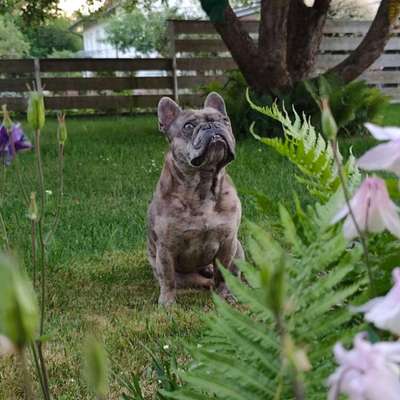 Hundetreffen-Frenchie runde-Bild