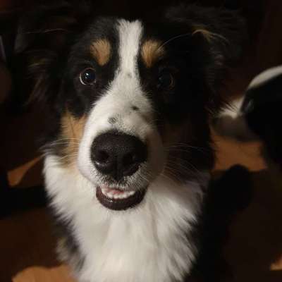 Hundetreffen-Wir suchen Spielgefährten für regelmäßige Gassirunden 😀-Profilbild