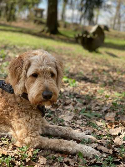 Hundetreffen-Spielgefährte gesucht-Bild