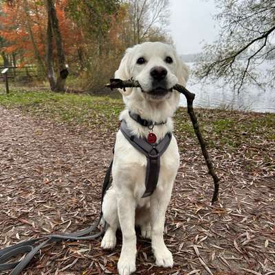 Hundetreffen-Spielkamerad gesucht !🐾💛-Bild
