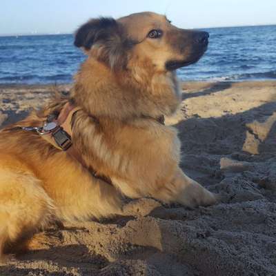 Auslandstierschutz-Beitrag-Bild