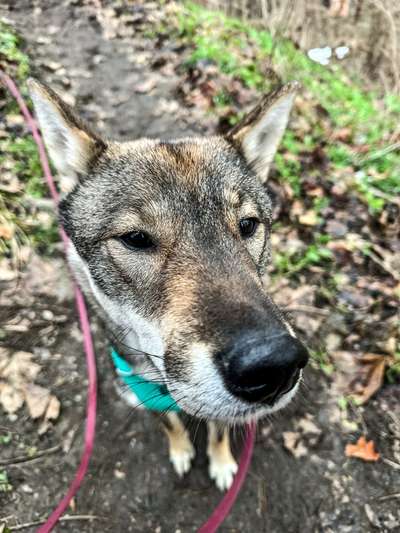 Dogorama Photo Challenge - Fail/Outtakes-Beitrag-Bild