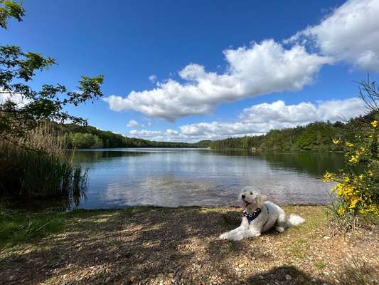 Hundetreffen-Spielfreund gesucht-Bild