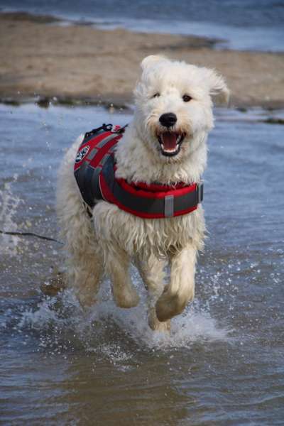 Handy Foto Challange Nr. 46  Happy Dog-Beitrag-Bild